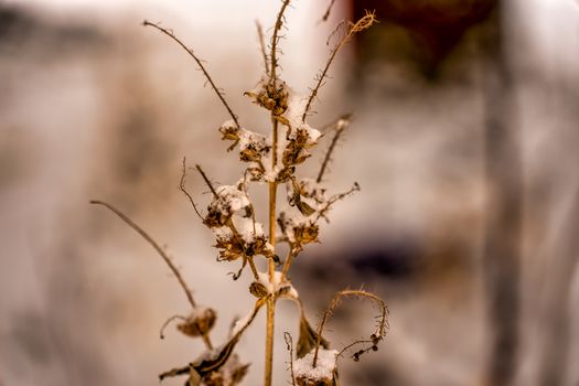 Detailed view of a frosty plant covered in snow during winter in Plainview, MN.