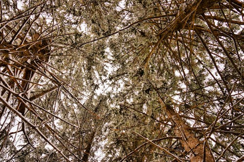 Gratis stockfoto met blaffen, bomen, dennen