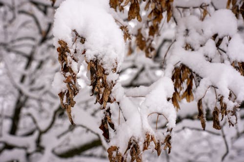 Close-up of Dry Leaves on a Tree Covered in Snow 