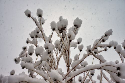 Free Dry plants covered in snow during a winter snowfall in Weaver, Minnesota. Stock Photo