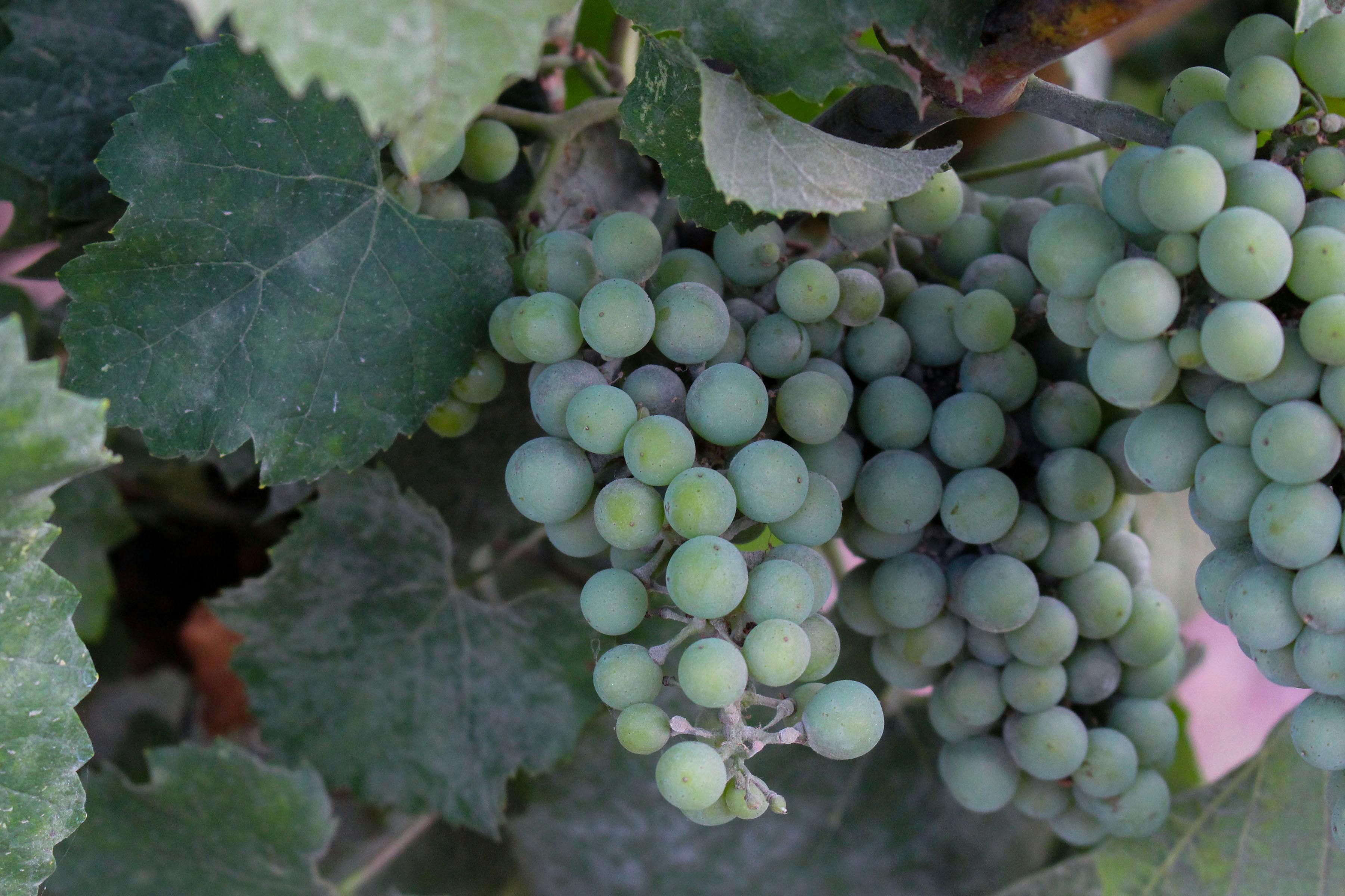 Free stock photo of green grapes