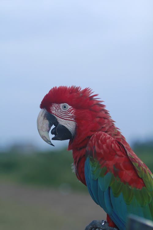 Close up of Colorful Parrot