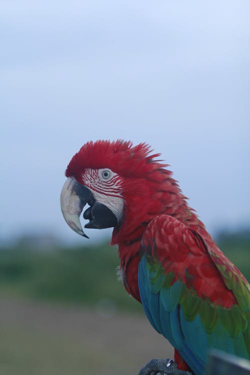 Imagine de stoc gratuită din a închide, colorat, fotografie cu animale sălbatice