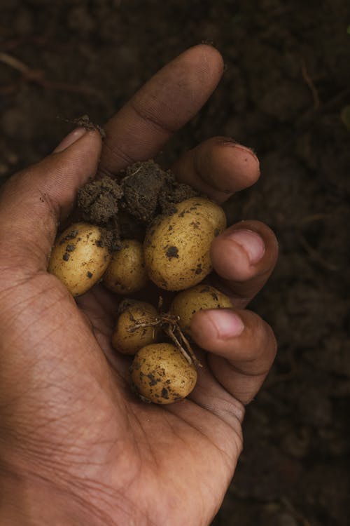 A hand holding a handful of potatoes