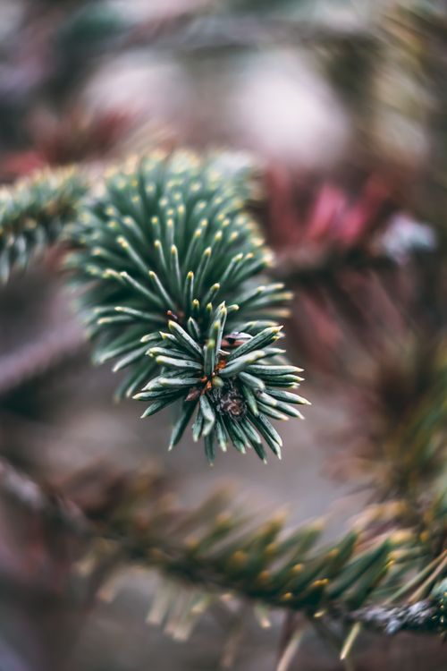 Free Detailed pine needles with a blurred background, capturing nature's beauty in a close-up shot. Stock Photo
