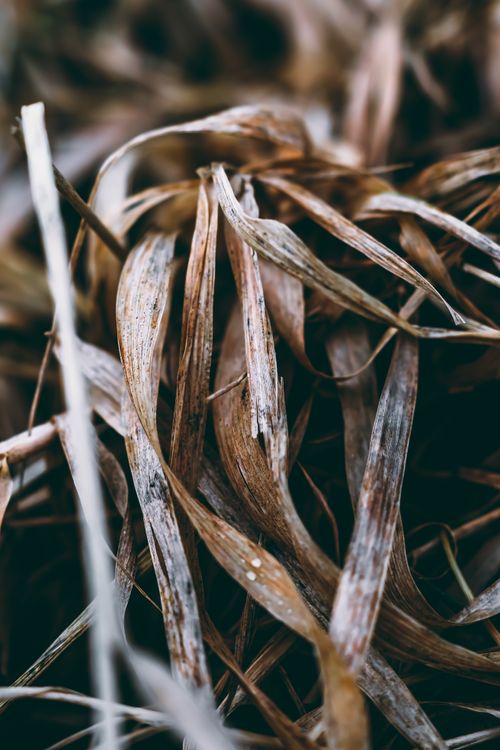 Free Detailed macro shot of dry brown grass, capturing autumn's beauty in nature. Stock Photo