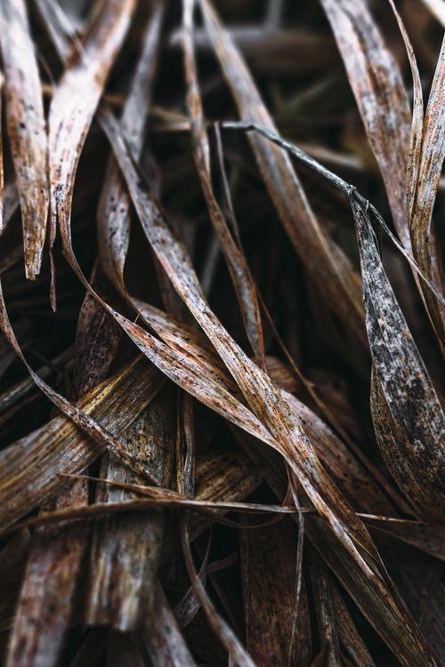 Free Intricate close-up of dried autumn leaves showcasing detailed texture and earthy tones. Stock Photo