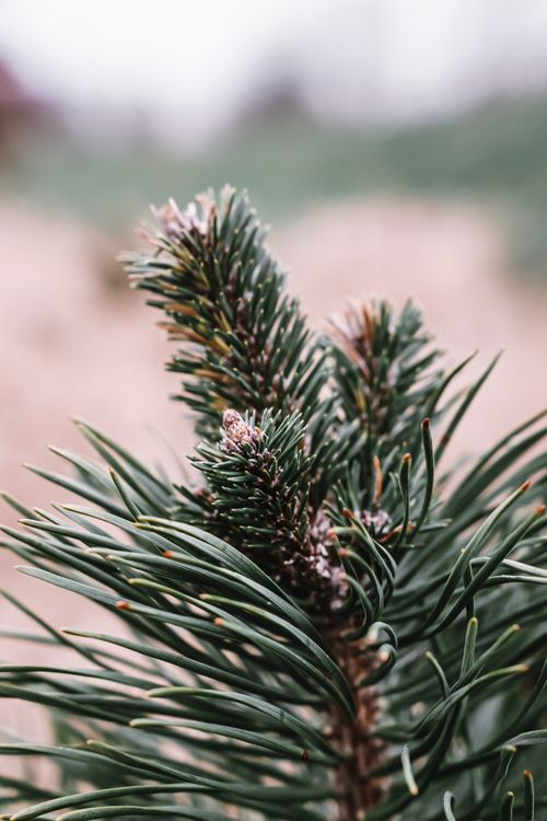 Free Detailed view of an evergreen pine branch with lush green needles and a blurred background. Stock Photo