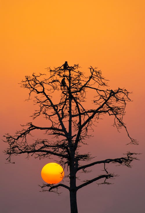 A tree with a bird perched on it at sunset