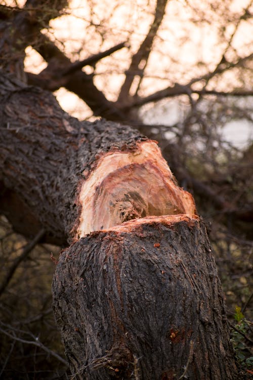 Gratis lagerfoto af bark, itu, lodret skud