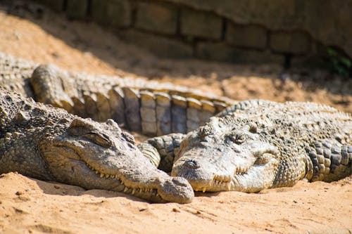 Close-up of Two Nile Crocodiles 