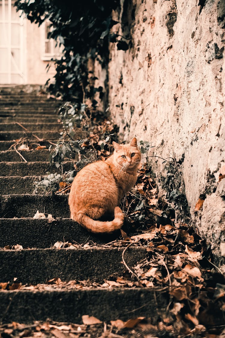 Cat Sitting On The Steps 