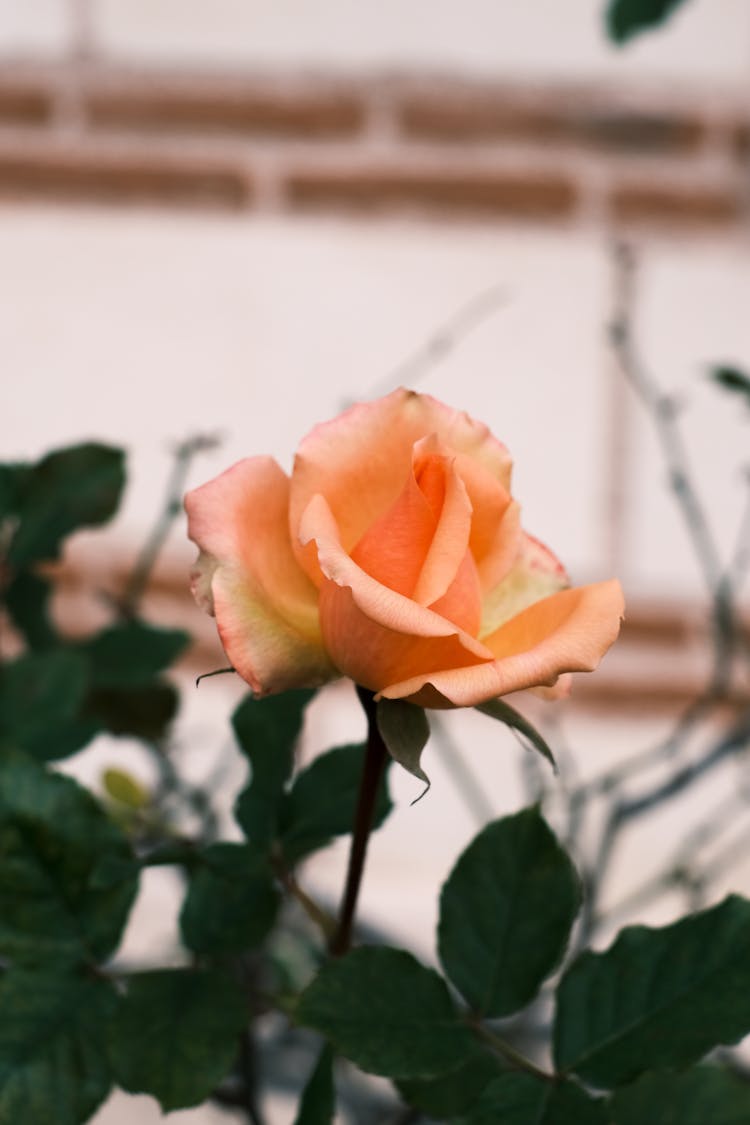 Close-up Of A Rose