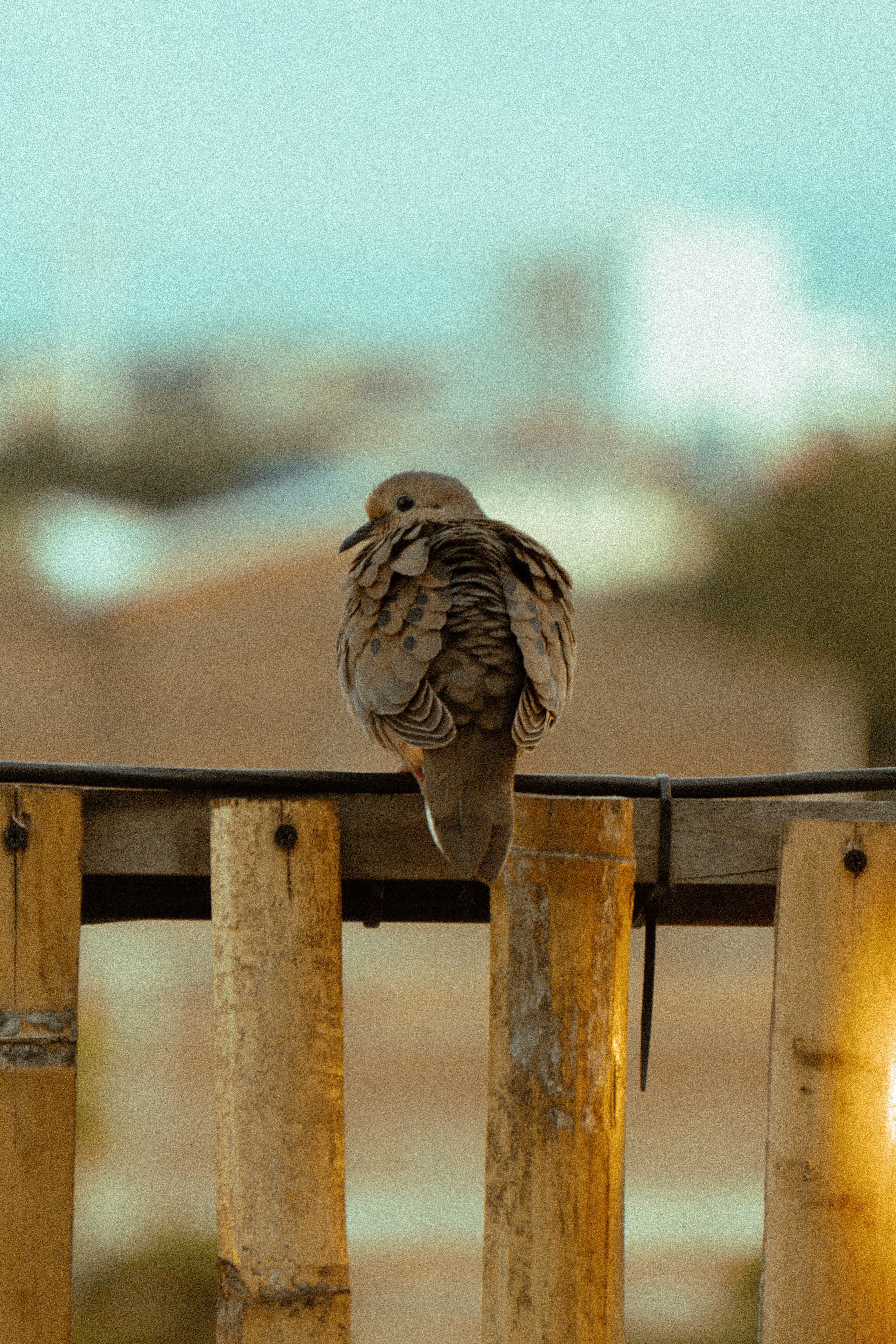 A close-up of a dove perched on a wooden fence, captured in a warm, outdoor setting.