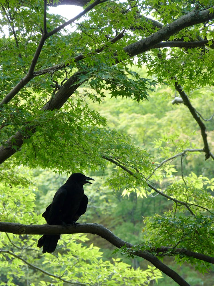 Crow On Tree In Forest