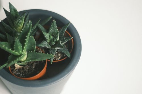 Free Top view of Haworthia succulents in a stylish pot, perfect for home decor inspiration. Stock Photo