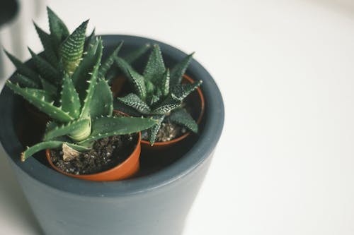 Immagine gratuita di botanica, cactus, crescita