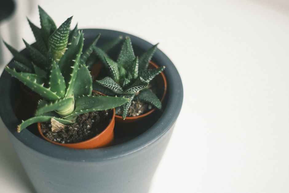 A close-up view of spiky succulent plants in a gray ceramic flowerpot indoors.
