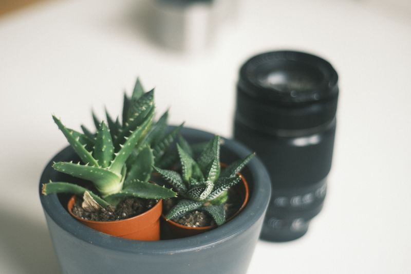 three small succulents in matching mini pots