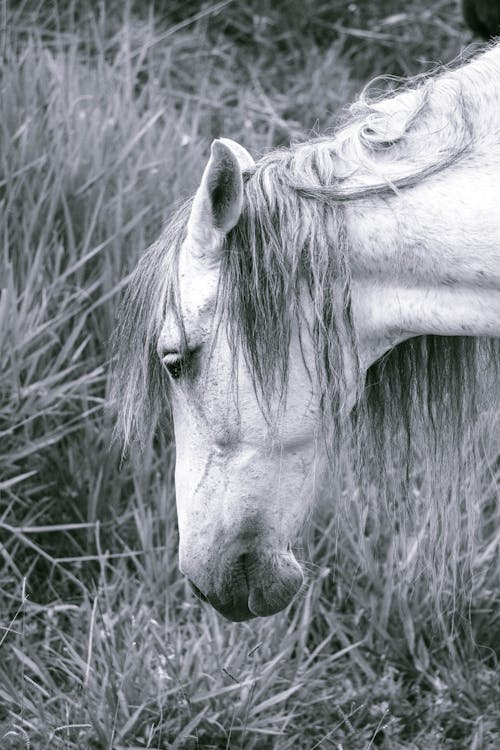 Horse Head in Black and White