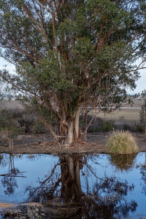 A Tree Reflecting in a Swamp 
