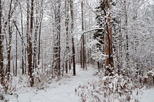 Footpath in Forest in Winter