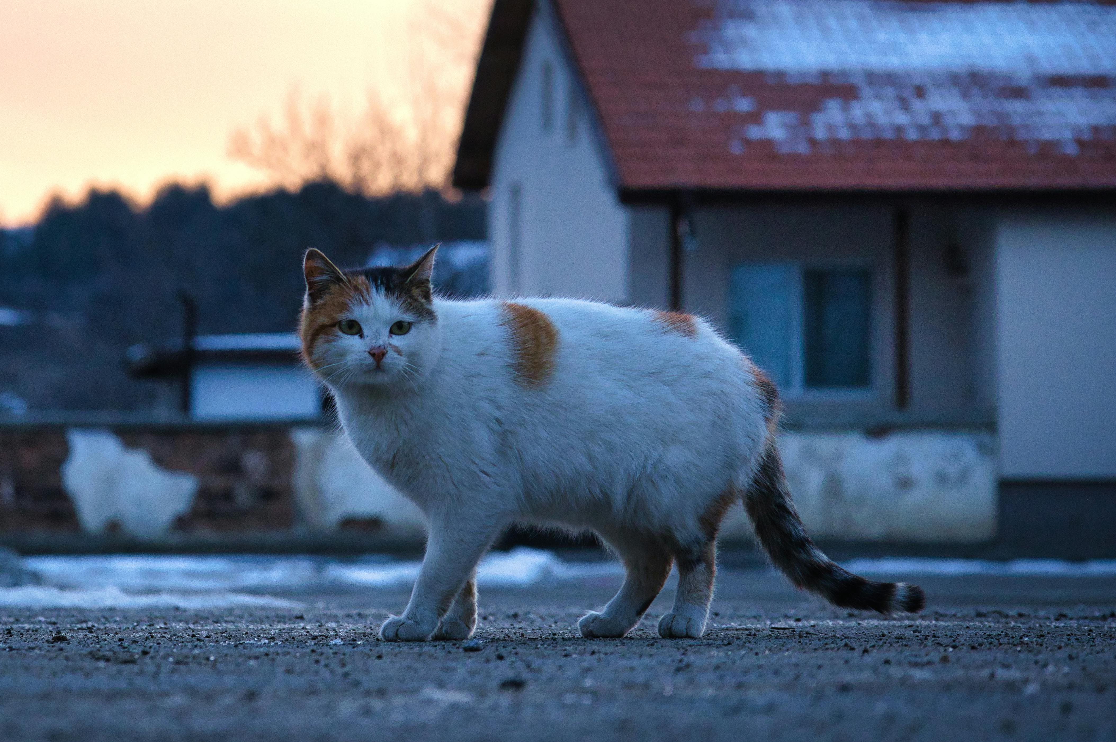 The Psychological‌ Impact of Animated GIFs on Viewers