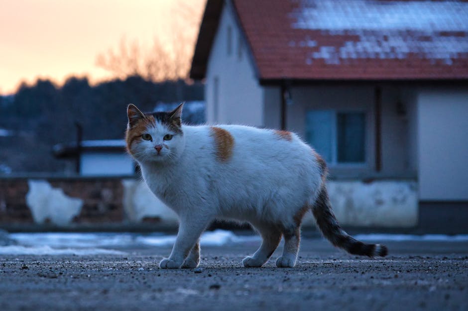 The Psychological Impact of Animated GIFs on Viewers