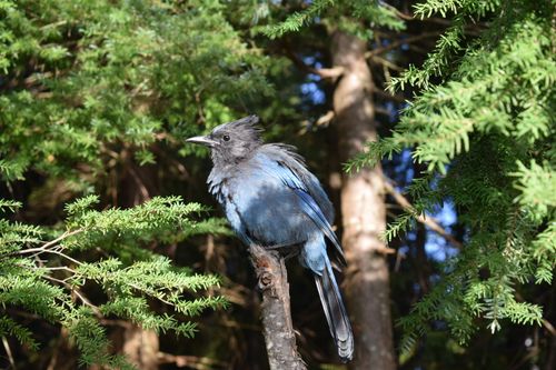 Free A Steller's Jay perched on a tree branch in Vancouver's lush forest under sunlight. Stock Photo