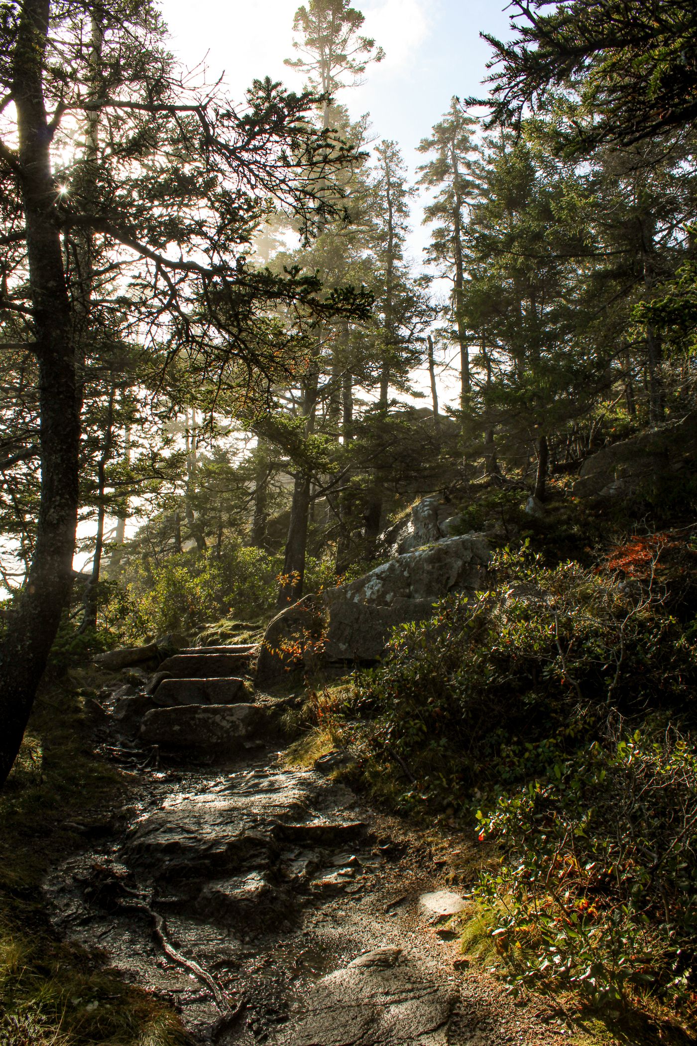 Sunlight filtering through trees along a quiet forest path