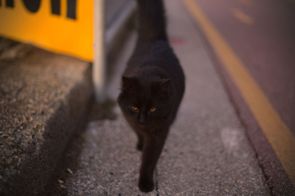 black cat night street
