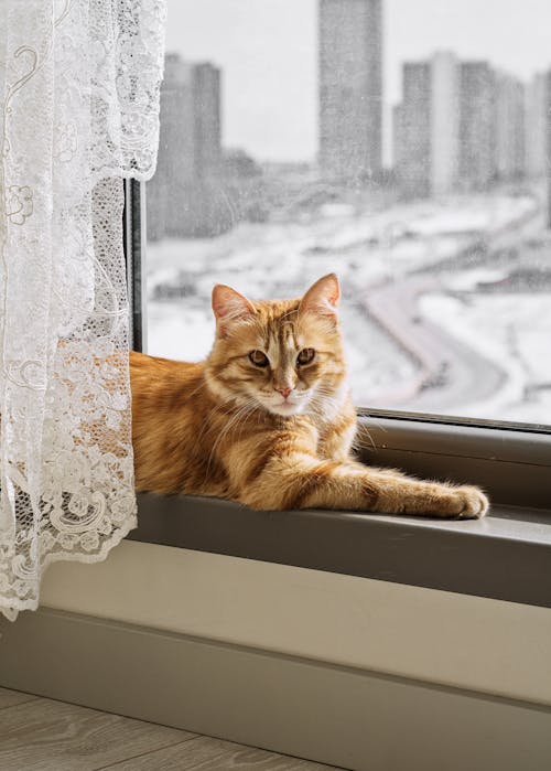 Cute Kitten on a Windowsill 