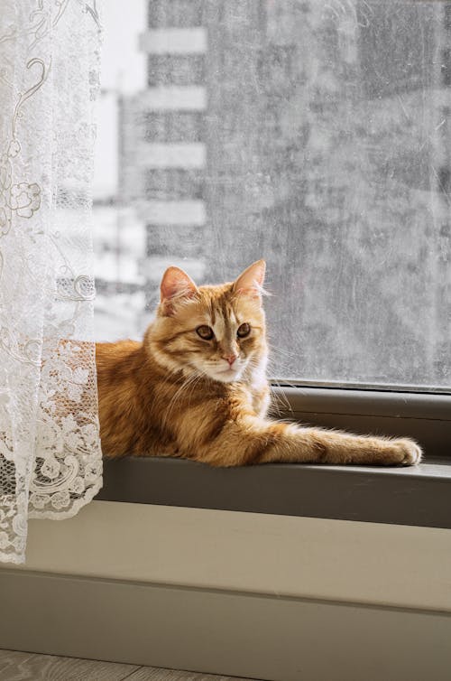 An Orange Cat Lying on a Windowsill 