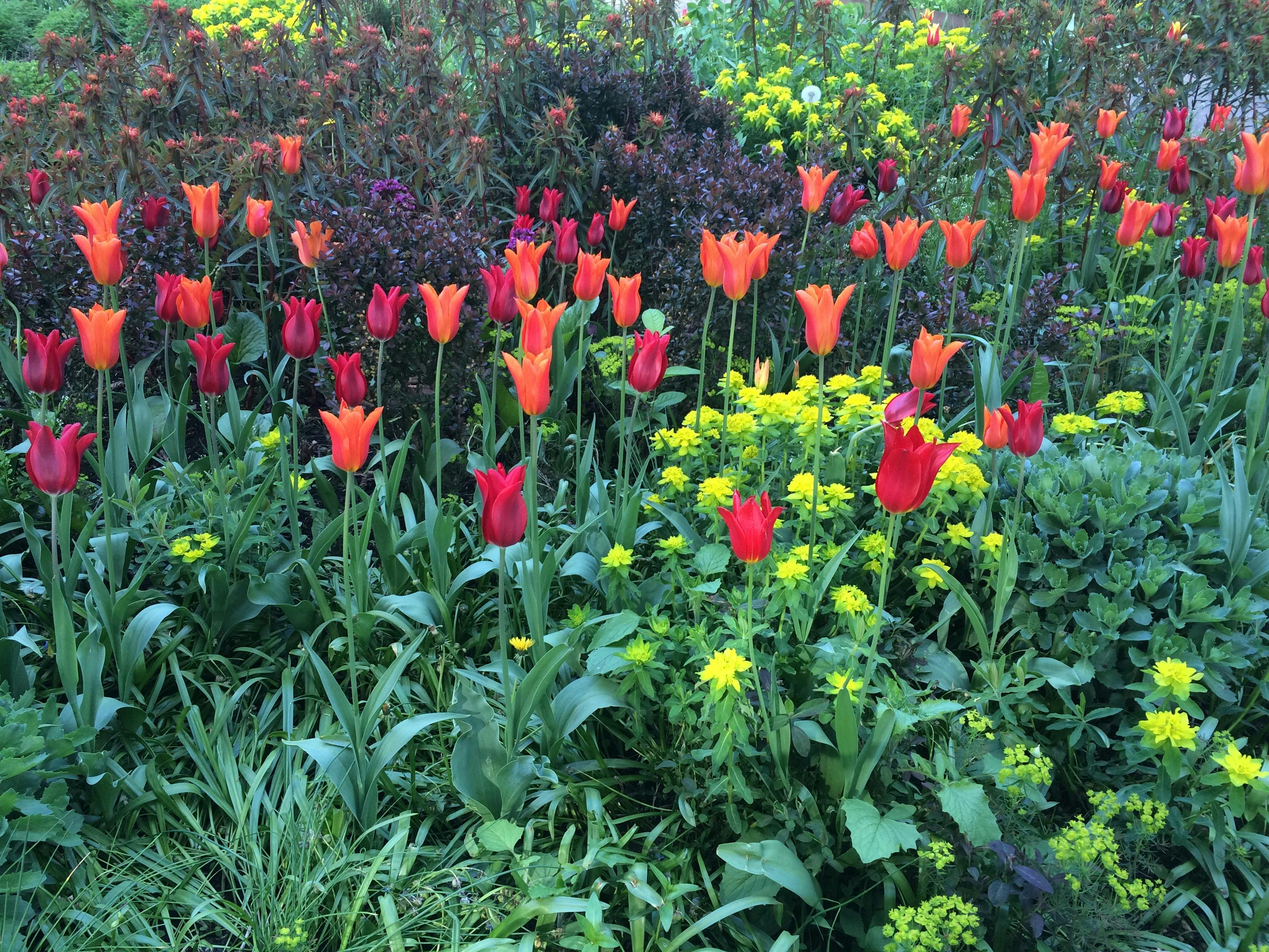 Foto Bunga Tulip Warna Warni Gambar Bunga Hd