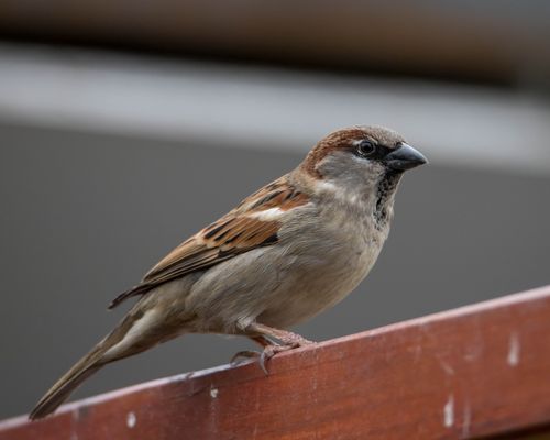 Free Detailed image of a house sparrow perched on a wooden surface in natural surroundings. Stock Photo