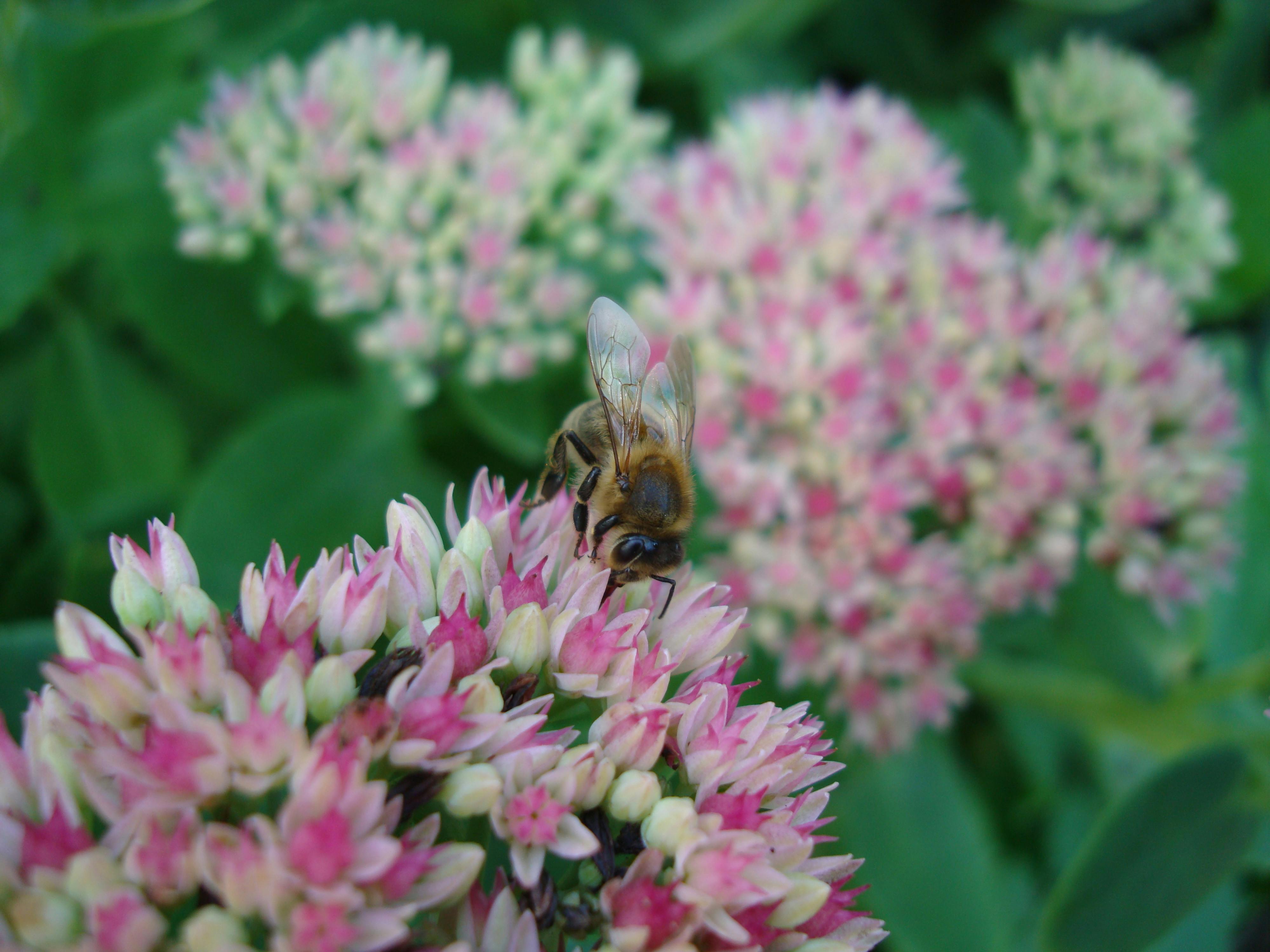 Free stock photo of bee, bee on flower, flower