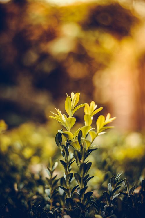 Free Close-up of lush boxwood leaves in a sunlit garden with a warm, serene atmosphere. Stock Photo