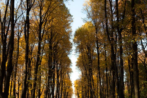 Darmowe zdjęcie z galerii z drzewa, jesień, natura