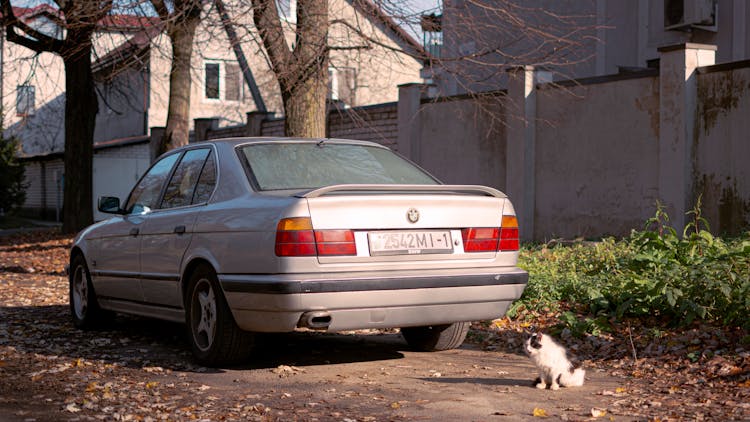 Cat Behind Parked Old BMW