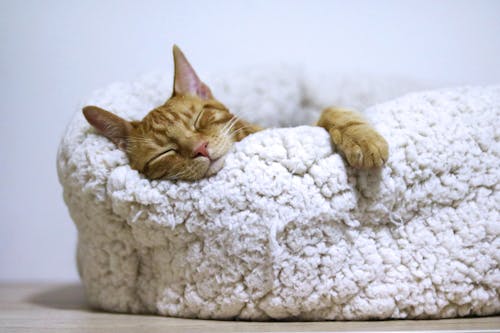 白いベッドで眠っているオレンジ色の猫