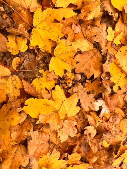 Close-up of Leaves in Autumn Colors 