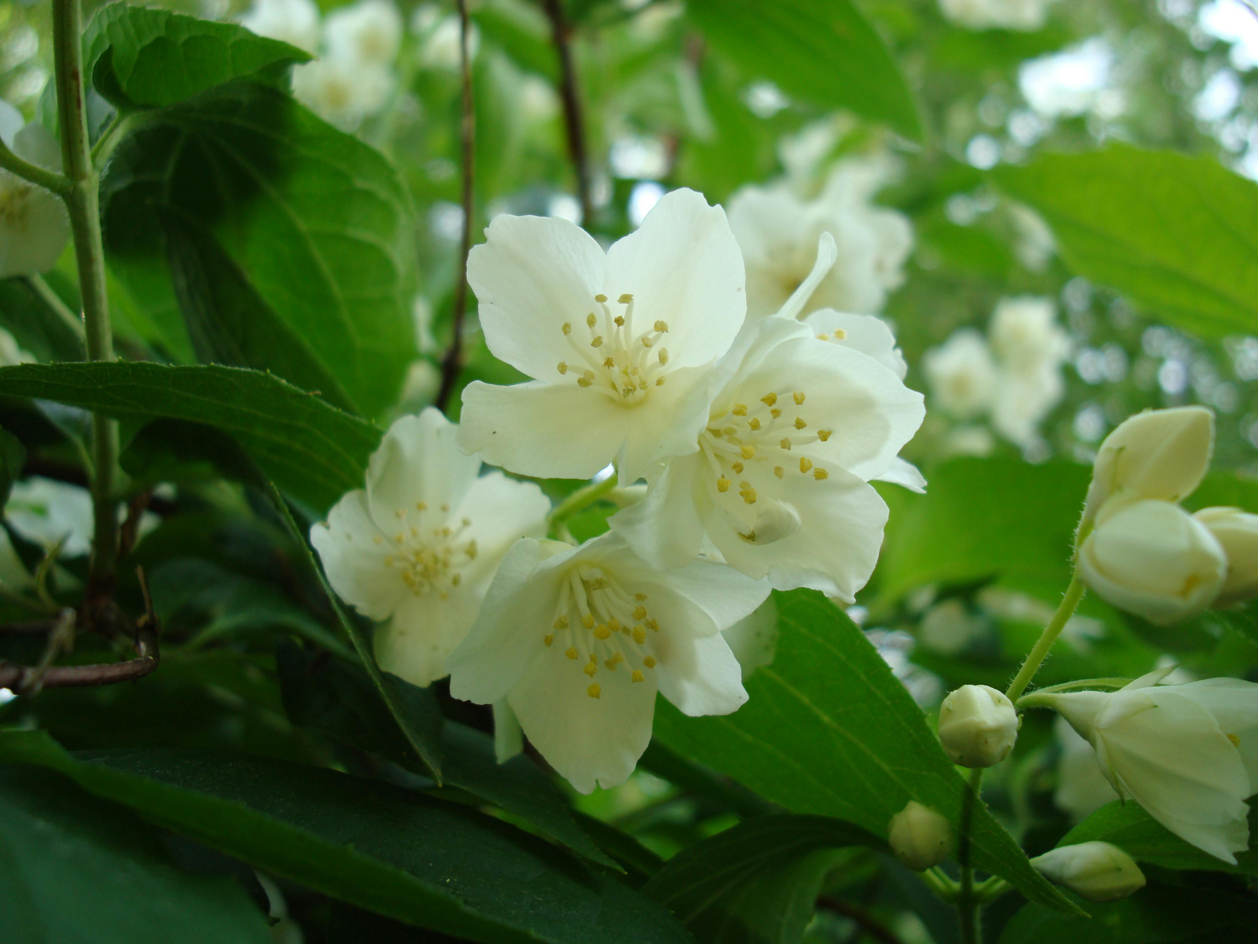 Foto Stok Gratis Tentang Bunga Melati Bunga Putih Melati