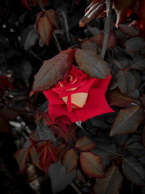 Foto d'estoc gratuïta de flor, rosa