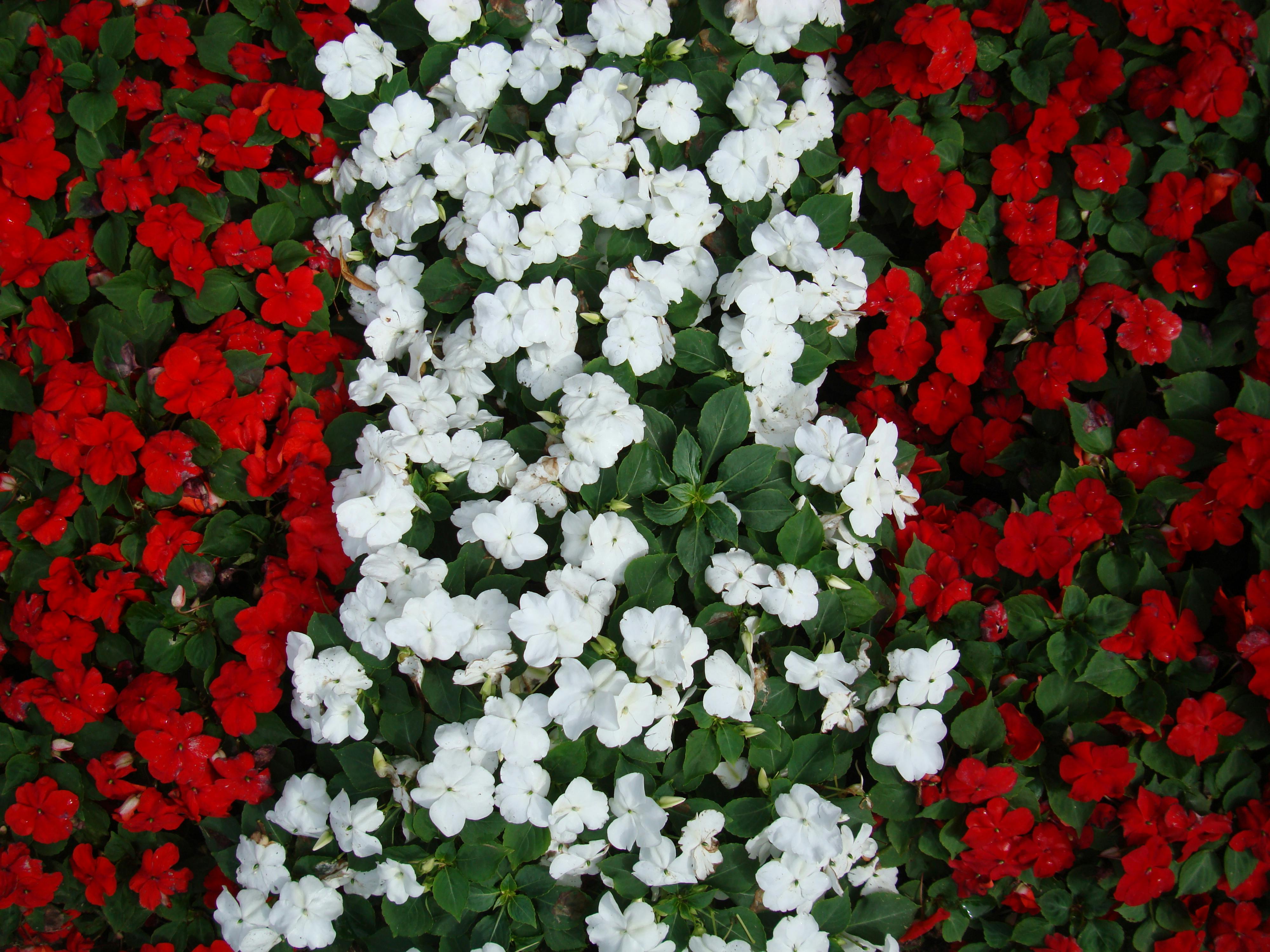 Free stock photo of flowers, latvia, latvia flag