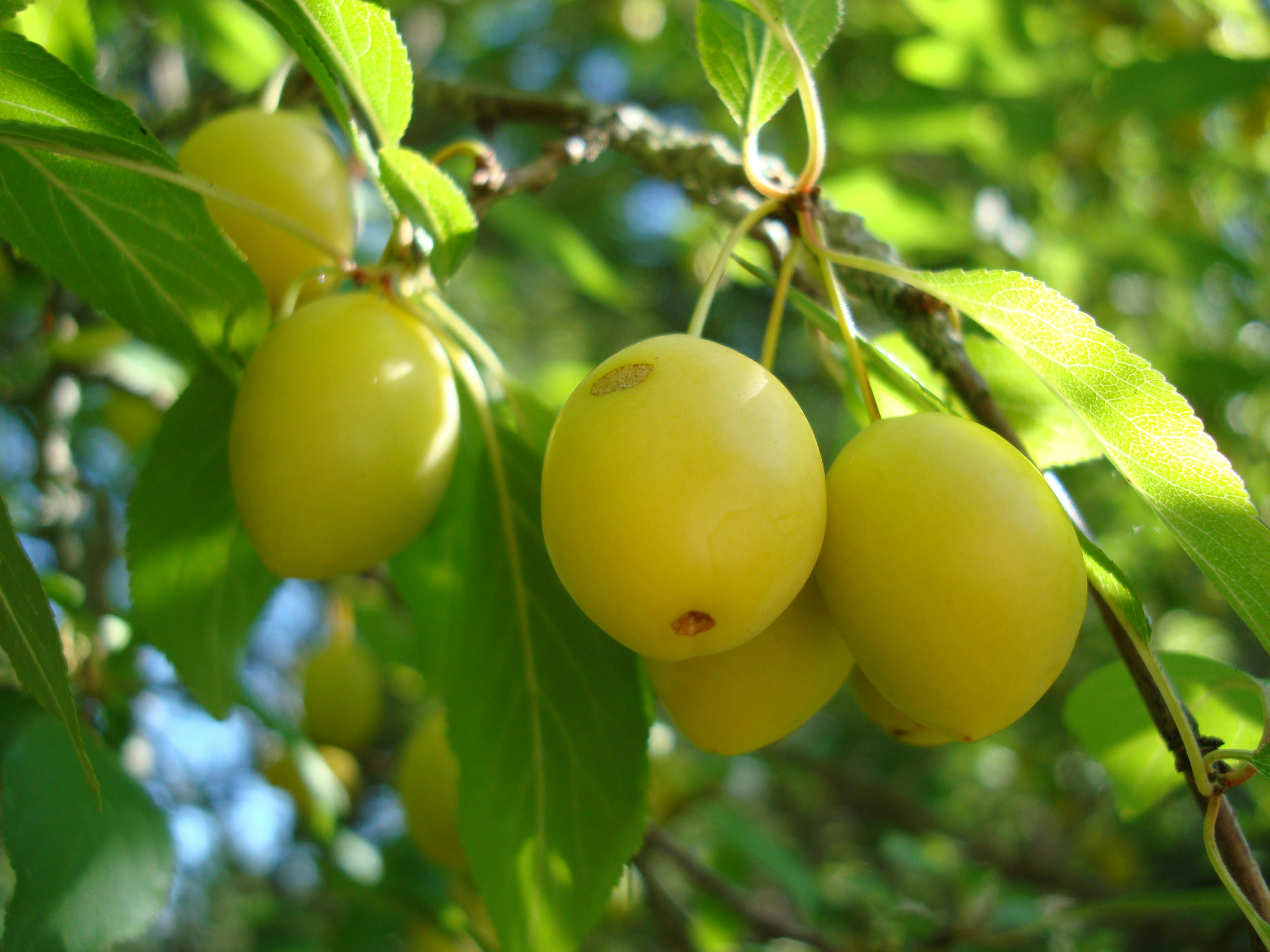 Free stock photo of plum, plum tree, ripe plum