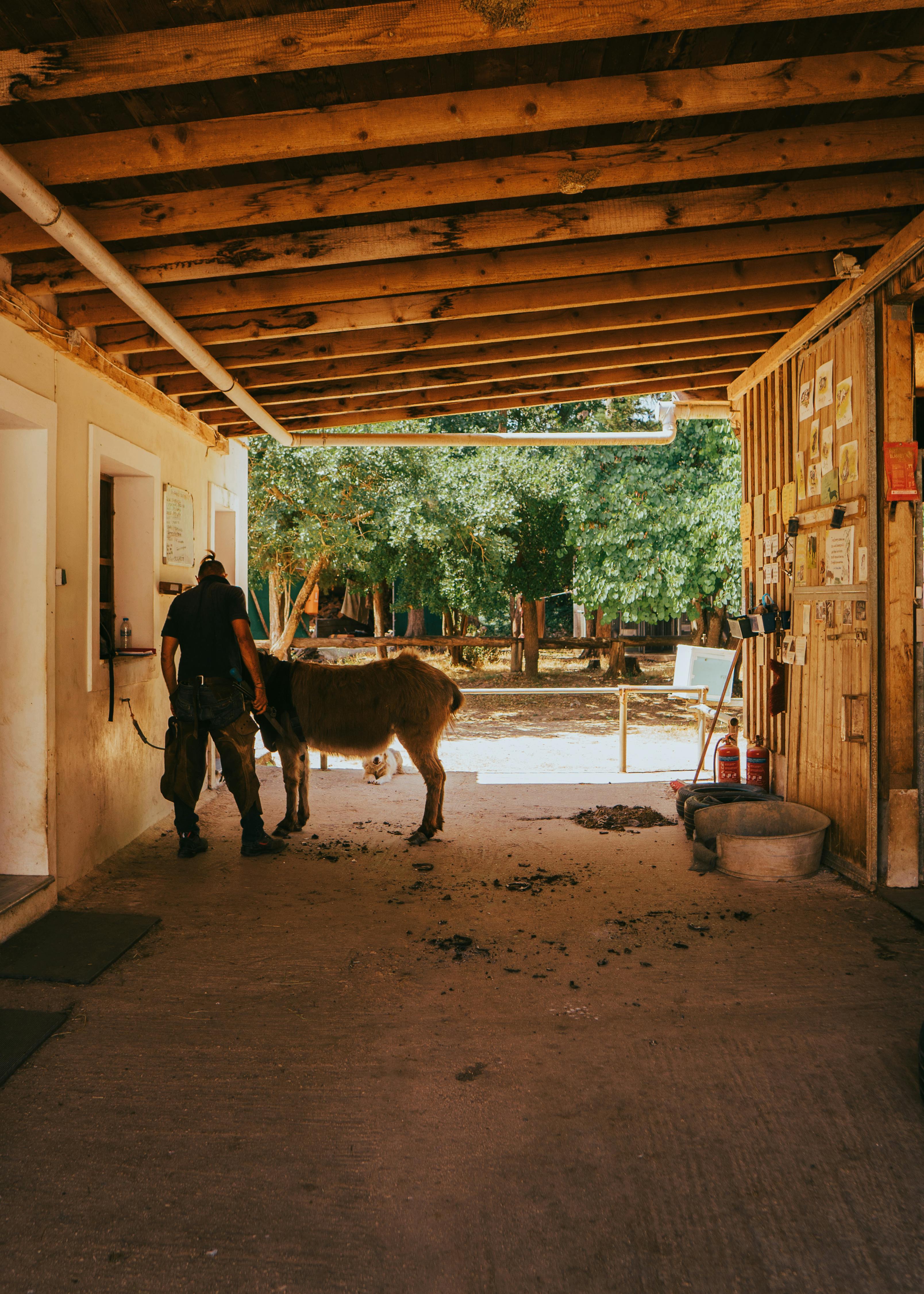grátis Foto profissional grátis de abrigo, abrigo de burro, agios gordis Foto profissional