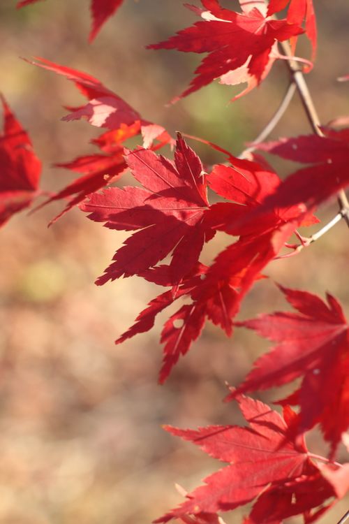 Free Close-up of vibrant red maple leaves in autumn sunlight, showcasing nature's seasonal beauty. Stock Photo
