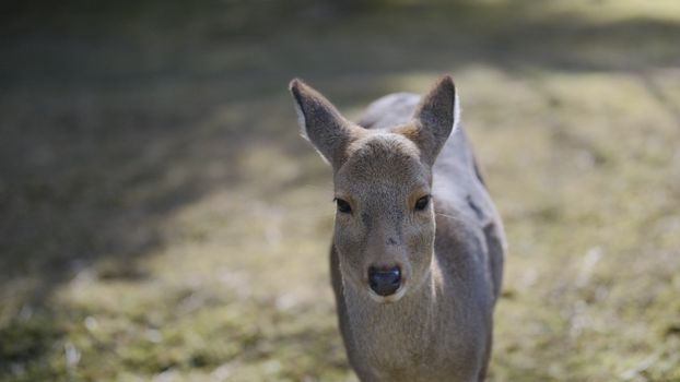 Adorable young deer gazing at the camera in a serene outdoor setting.