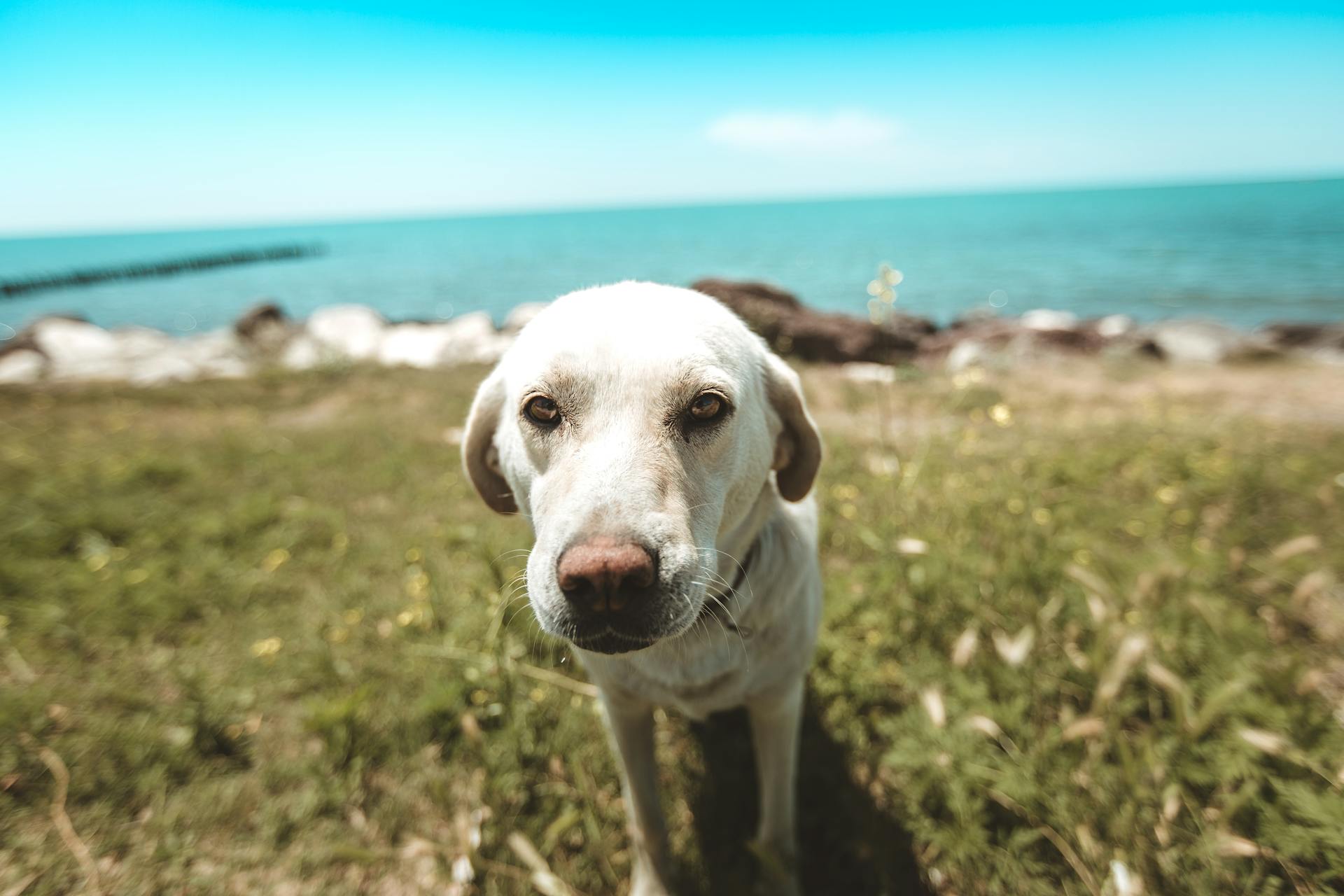 Close-Up Photo of Dog