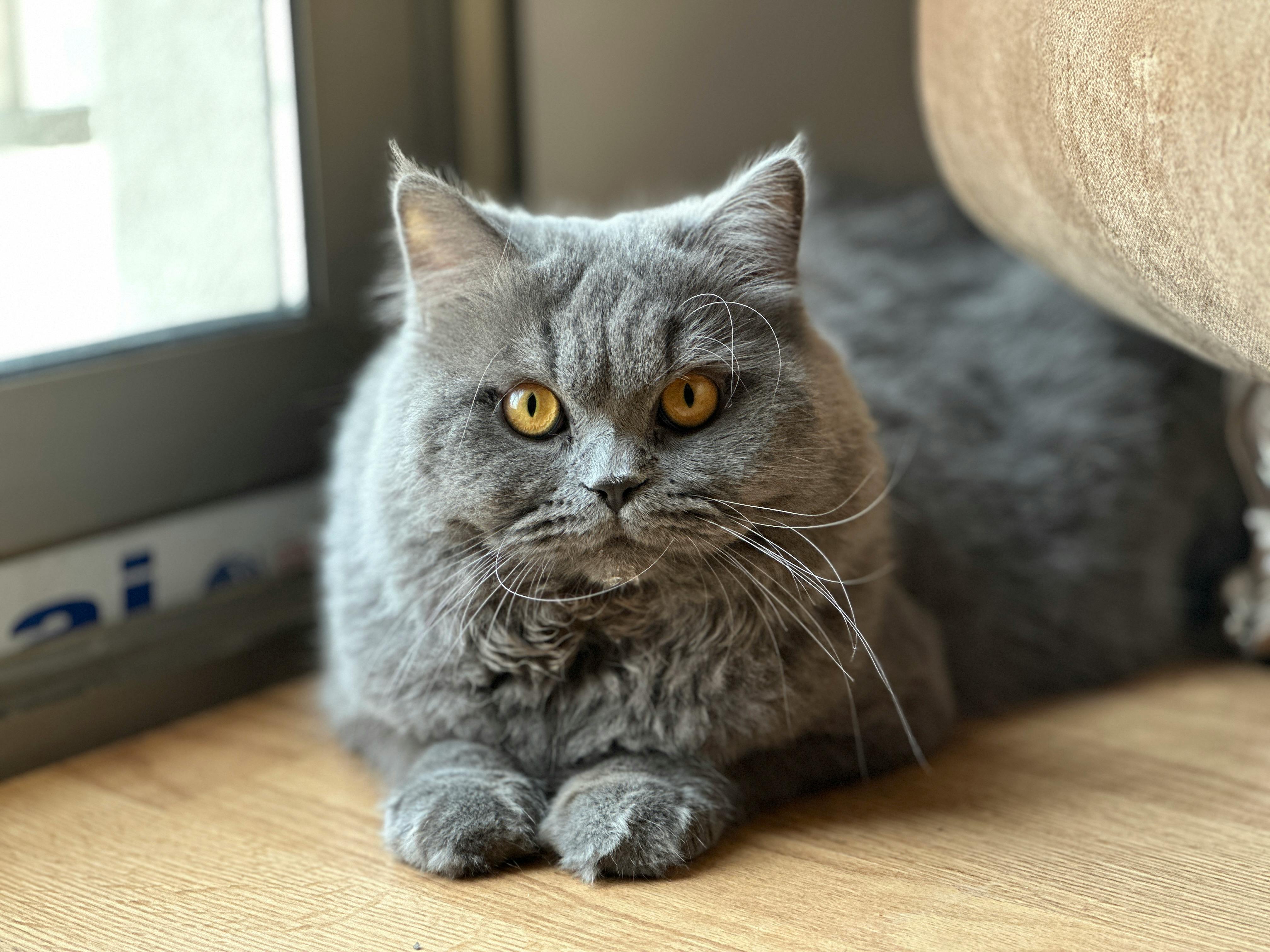 How to Help Your Cat Overcome Fears in Strategic Steps